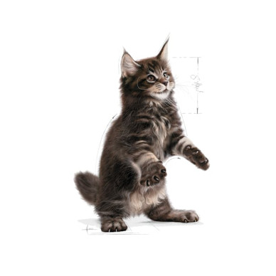 Royal Canin Maine Coon Kitten – Hrană Uscată pentru Pisici Tinere din Rasa Maine Coon – 2 kg